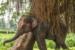 Słoniątko chowa się pod figowcem