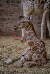 Nowo narodzona żyrafa w ZOO w Chester