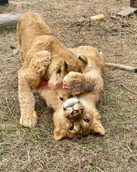 Dwa lwy uratowane z Ukrainy przybyły do nowego domu w RPA