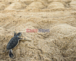 Nowo wyklute żółwie wyruszają w pierwszą podróż do morza