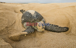 Nowo wyklute żółwie wyruszają w pierwszą podróż do morza