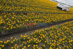 Robot Theo pracuje na polu tulipanów w Holandii