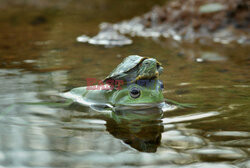 Żółw na żabie