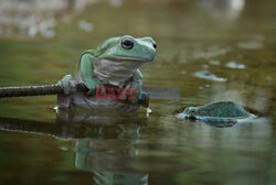 Żółw na żabie