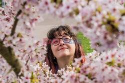 Festiwal kwitnących drzew w Londynie