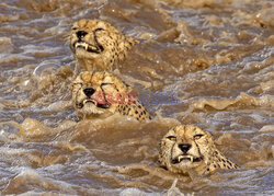 Gepardy przeprawiają się przez rzekę