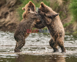 Niedźwiadki biją się w wodzie