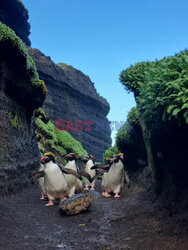 Gang pingwinów idzie na łowy