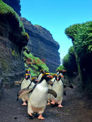 Gang pingwinów idzie na łowy