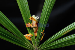 Latająca żaba przeciska się przez liście
