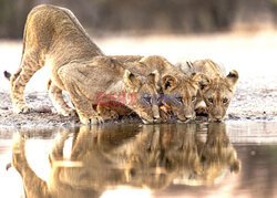 Grupa lwów przy wodopoju
