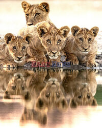 Grupa lwów przy wodopoju