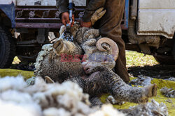 Strzyżenie owiec w Kaszmirze