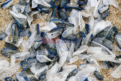 Miliony niebieskich meduz na plaży w Kalifornii