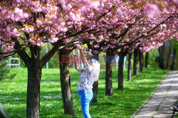 Wiśnie japońskie Kazan kwitną w krakowskch Bronowicach