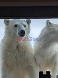 Niedźwiedzie polarne wpadły z wizytą do stacji meteorologicznej