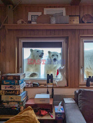 Niedźwiedzie polarne wpadły z wizytą do stacji meteorologicznej