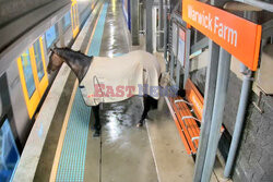 Koń na dworcu w Sydney