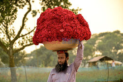 Zbiór kwiatów róży w Bangladeszu