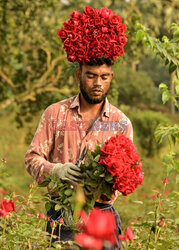 Zbiór kwiatów róży w Bangladeszu