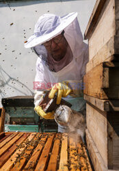 Pszczelarze z Tajpej