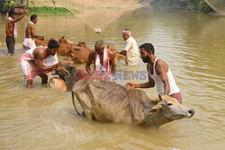 Mycie krów w Indiach