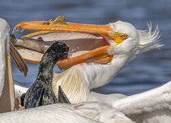 Kormoran kradnie rybę z dzioba pelikana