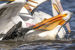 Kormoran kradnie rybę z dzioba pelikana