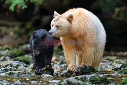 Niedźwiedzie dzielą się posiłkiem
