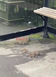 Szczury na przystanku autobusowym w Anglii
