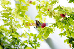 Tropikalny ogród motyli Konya