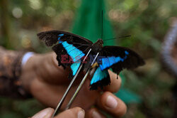 Monitorowanie motyli w Ekwadorze