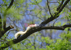 Biała wiewiórka w parku w Pekinie