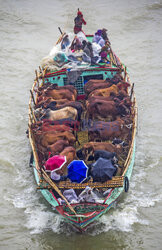 Transport krów łodzią