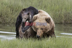 Niedźwiedzica nosi młode