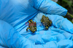 Żaby corroboree pierwszy raz od 5 lat zauważone dziko