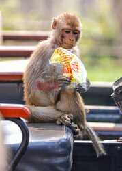 Małpa kradnie jedzenie z samochodu