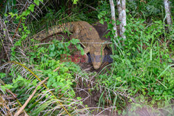 Łowcy krokodyli z Kongo - AFP