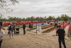 O rany, Tulipany. Największe pole tulipanów w Polsce