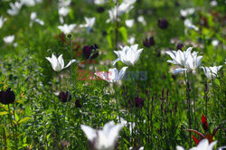 Białe i czarne tulipany zakwitły w Parku Szymborskiej