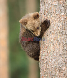 Niedźwiadki pomagają sobie wspinać się na sosnę