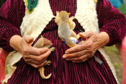 70-latka adoptowała dwie wiewiórki