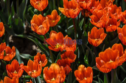 O rany, Tulipany. Największe pole tulipanów w Polsce
