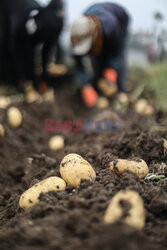 Zbiory ziemniaków w Egipcie