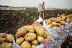 Zbiory ziemniaków w Egipcie