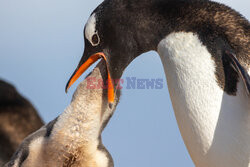 Pingwin karmi swoje pisklę