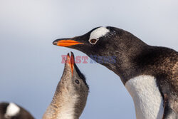 Pingwin karmi swoje pisklę