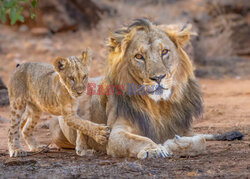 Lwy opiekują się młodymi
