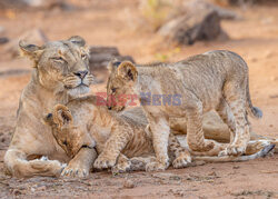 Lwy opiekują się młodymi
