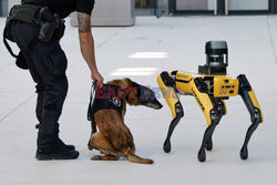 Pies i psi robot